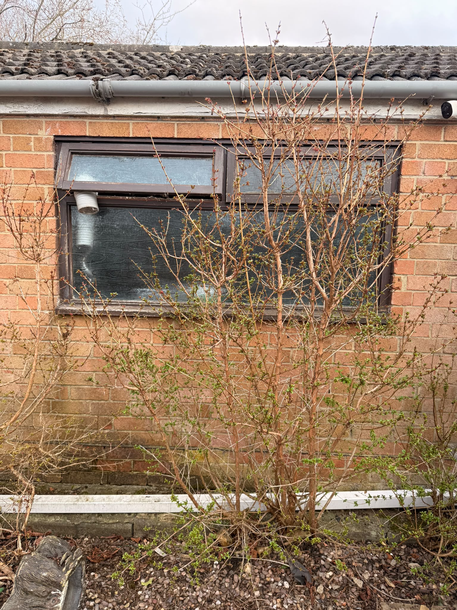 The garage wall before, with the old window and overgrown border
